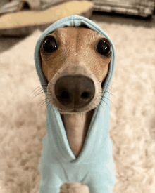 New trending GIF tagged funny dog weird eyes…