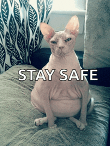 a hairless cat is sitting on a couch with the words stay safe behind it