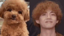 Vanteguggie Poodle Tae GIF - Vanteguggie Poodle Tae Tae Poodle GIFs