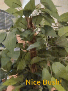 GIF