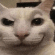 Pee Cat Raise Valk GIF