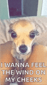 Shantell87 Cute GIF - Shantell87 Cute Dog GIFs