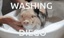 Diego Pig GIF - Diego Pig Washing GIFs