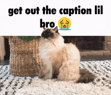 a cat is sitting on a rug with a caption that says get out the caption lil bro