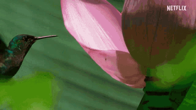 Birds Hummingbird GIF - Birds Hummingbird Nectar - Discover & Share GIFs