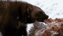Wolverine Animal GIF - Wolverine Animal Meat GIFs