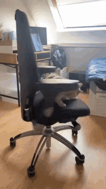 Cat Chair GIF - Cat Chair Cat In Chair GIFs