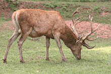 Goated Red Deer GIF - Goated Red Deer GIFs