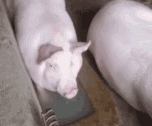 Pig Water GIF - Pig Water Funny GIFs