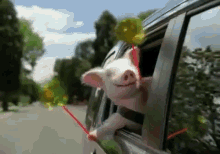 Pig Weeee! GIF - Geico Pig Happy GIFs