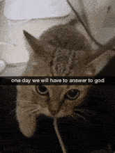 Cat God GIF - Cat God One Day We Will Have To Answer GIFs
