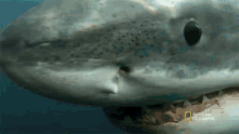 Looking For Food When Sharks Attack GIF