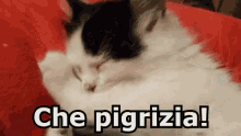 Pigro Pigrizia Svogliato Gatto Dormire GIF - Lazy Laziness Listless GIFs