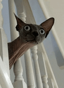 Cat Shocking GIF