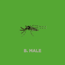 Red2mozzie Male GIF - Red2mozzie Male Mosquito GIFs