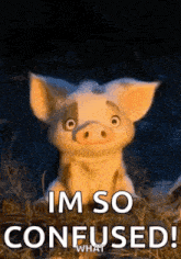 Confused Pig GIF - Confused Pig GIFs