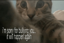 a picture of a cat with the words " i 'm sorry for bullying you it will happen again "