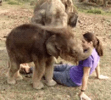 Where Is Your Trunk, Human? GIF - Lephant Baby Trunk GIFs