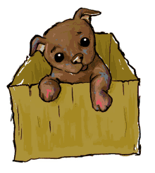 chocolo little dog dog box box adopt