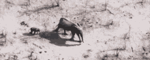 a mother elephant and her baby elephant are walking in the dirt .