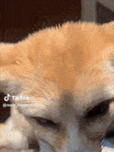 a close up of a cat 's face with a tiktok watermark on it