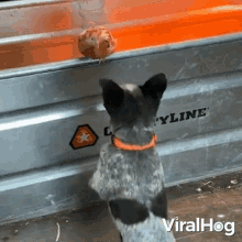Barking Viralhog GIF - Barking Viralhog Bark Bark GIFs