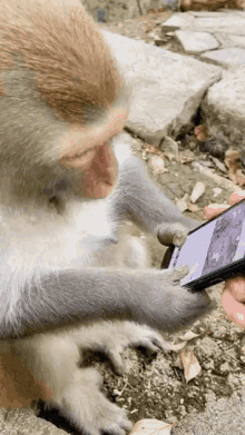 Monkeys Phone Utha GIF - Monkeys Phone Utha Cute Love GIFs