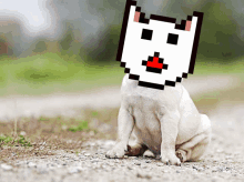 Dogs Dunft GIF