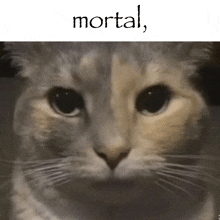 a close up of a cat 's face with the word mortal above it