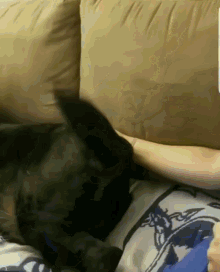 Buttscratcher Dog GIF - Buttscratcher Dog GIFs