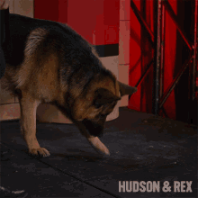 Curious Rex GIF - Curious Rex Diesel Vom Burgimwald GIFs