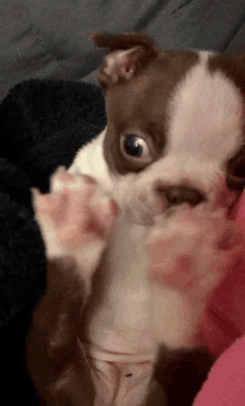 Boston Terrier Squeeze GIF - Boston Terrier Squeeze Ucandoit GIFs