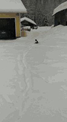 Cat Runnin On Snow GIF - Cat Runnin On Snow GIFs