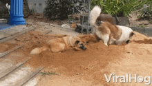 Unhelpful Bother GIF - Unhelpful Bother Dogs GIFs