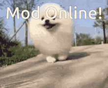 Mods Online Cute Pomeranian GIF - Mods Online Cute Pomeranian GIFs