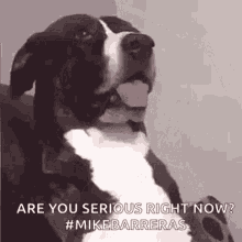 Are You Serious Right Now Funny Dog GIF - Are You Serious Right Now Funny Dog Face GIFs