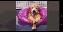 Relax Dog GIF - Relax Dog Swim GIFs