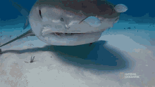 Hunting When Sharks Attack GIF