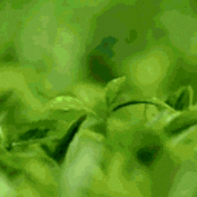 a close up of a green plant with a blurred background .