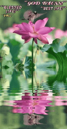 Humming Bird Water GIF - Humming Bird Water Lily GIFs