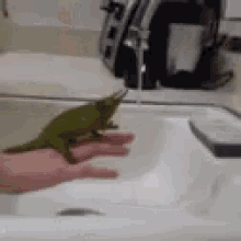 Reach Chameleon GIF - Reach Chameleon Water GIFs