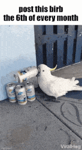 Essica Monthly GIF - Essica Monthly Birb GIFs