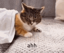 Cat Funny GIF - Cat Funny Hell GIFs
