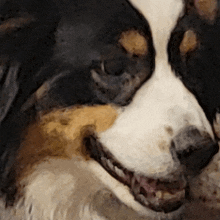 Coby Dog GIF - Coby Dog Coby The Dog GIFs