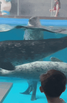 a seal is swimming in a tank with a boy looking at it