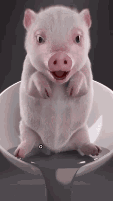 Piggy GIF
