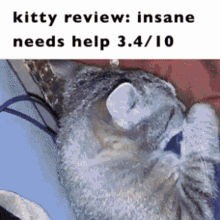 Kitty Cat GIF - Kitty Cat Bingus GIFs