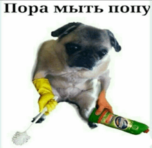 a pug dog is holding a toilet brush and a bottle of bleach