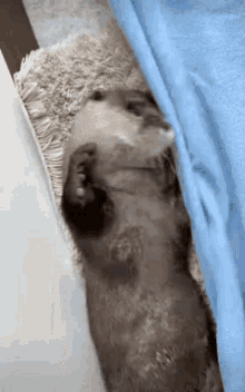 Cute Otter GIF - Cute Otter Wiggle GIFs