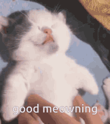 Good Meowning Cat GIF - Good Meowning Cat Good Morning GIFs